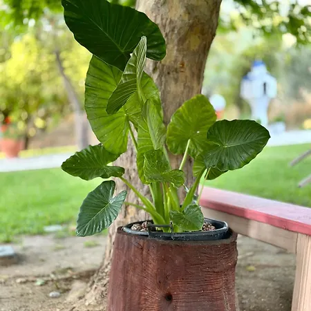 아파트호텔 Viki